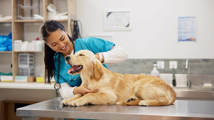 寵物傷口護理攻略-重要性解析-產品介紹-挑選技巧-居家護理步驟與常見問題解答